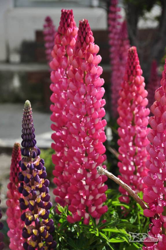 Flores muito comuns na região de Ushuaia, no sul da Terra do Fogo, na Argentina